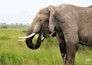 professionally edit your wildlife and nature photos